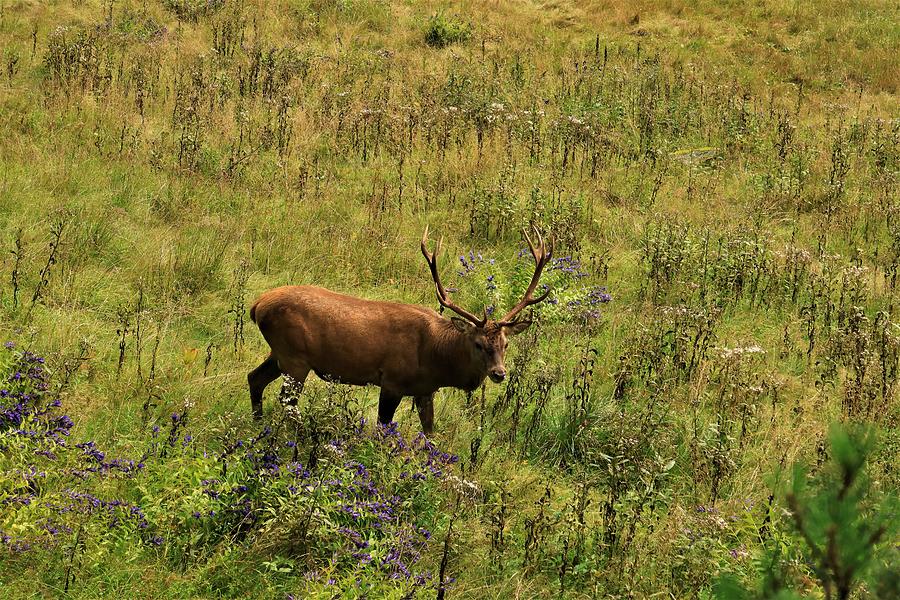 Red Deer On Meadow Photograph