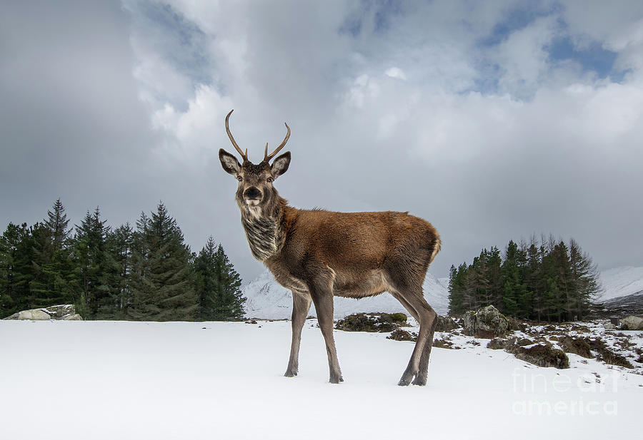 Red Deer Portrait Photograph by Keith Thorburn LRPS EFIAP CPAGB