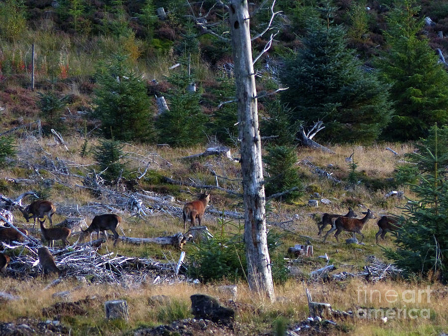 Red deer rut in woodland  Photograph by Phil Banks