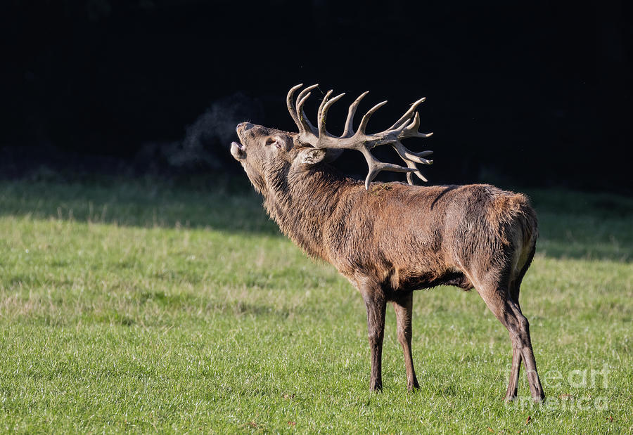 Wildlife Photograph - Red Deer Rutting by Eva Lechner