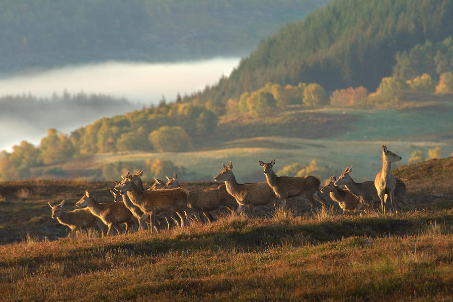 Red Deer Scotland Photograph by Gavin MacRae