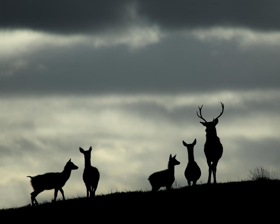 Red Deer Silhouettes Photograph by Gavin MacRae