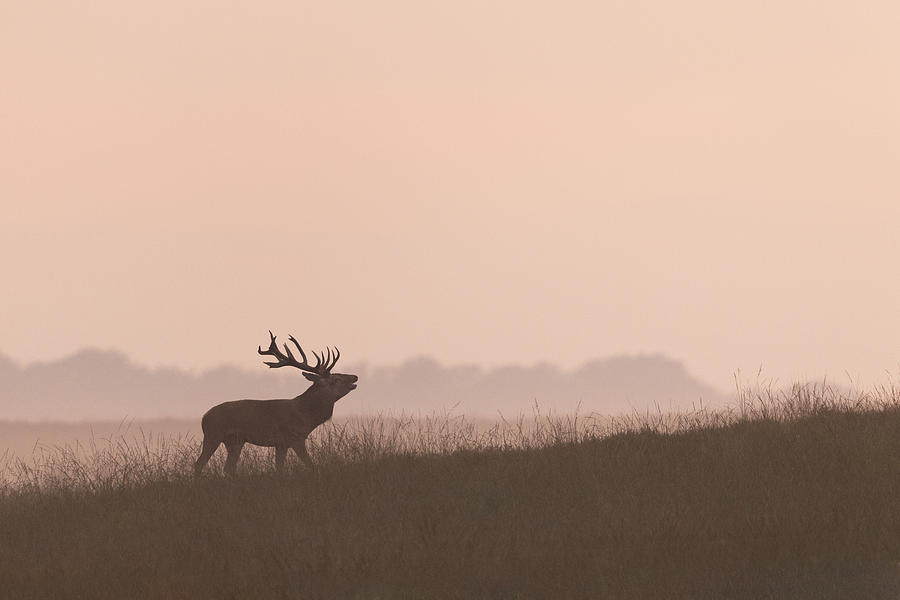 Red deer sillouette during sunset at the Veluwe The Netherlands Photograph by Patrick Van Os