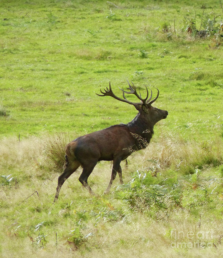 Red deer stag - a good head Photograph by Phil Banks