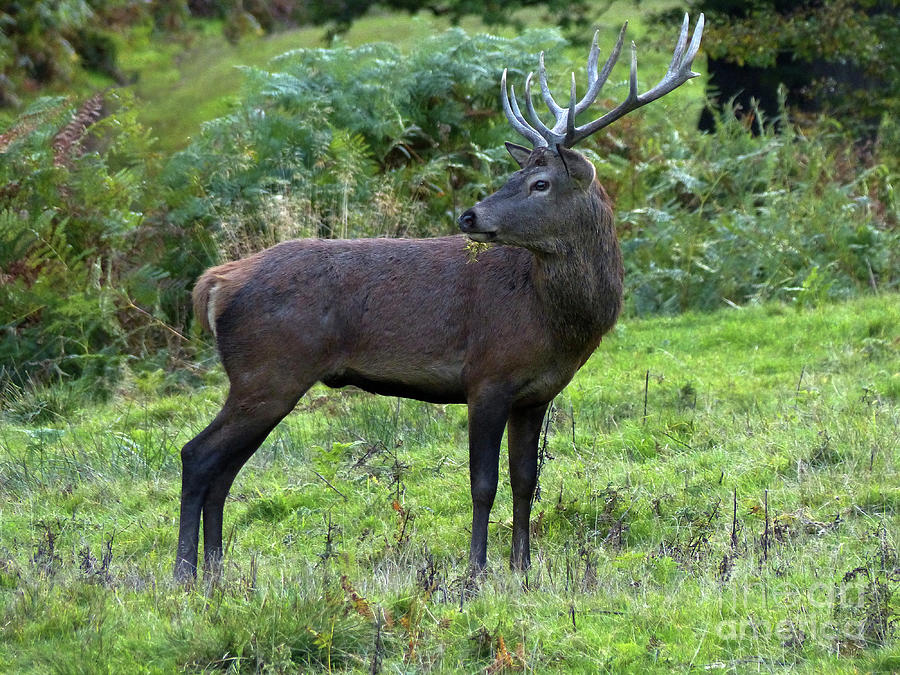 Red deer stag  - alert Photograph by Phil Banks