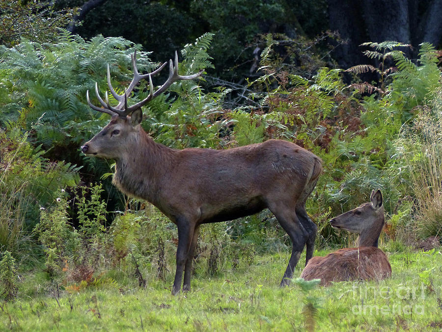 Red deer stag and resting hind Photograph by Phil Banks
