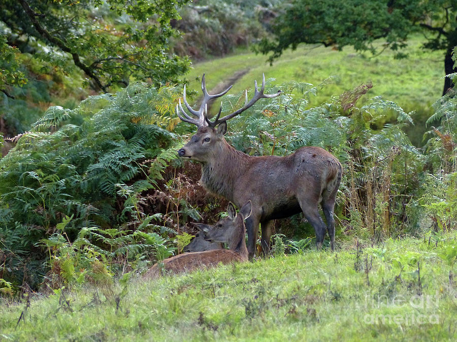 Red deer stag and resting hinds Photograph by Phil Banks