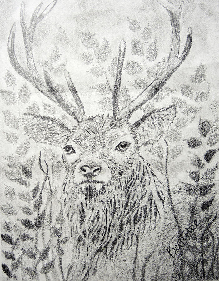 Red Deer Stag Drawing by Beatrice Myers