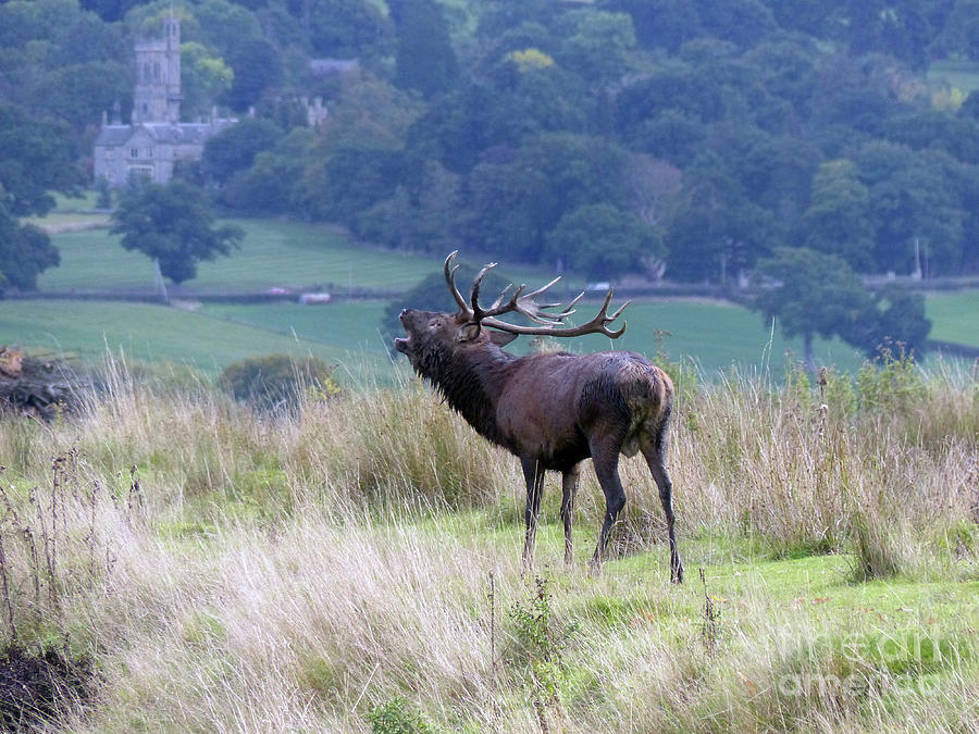 Red deer stag calling  Photograph by Phil Banks