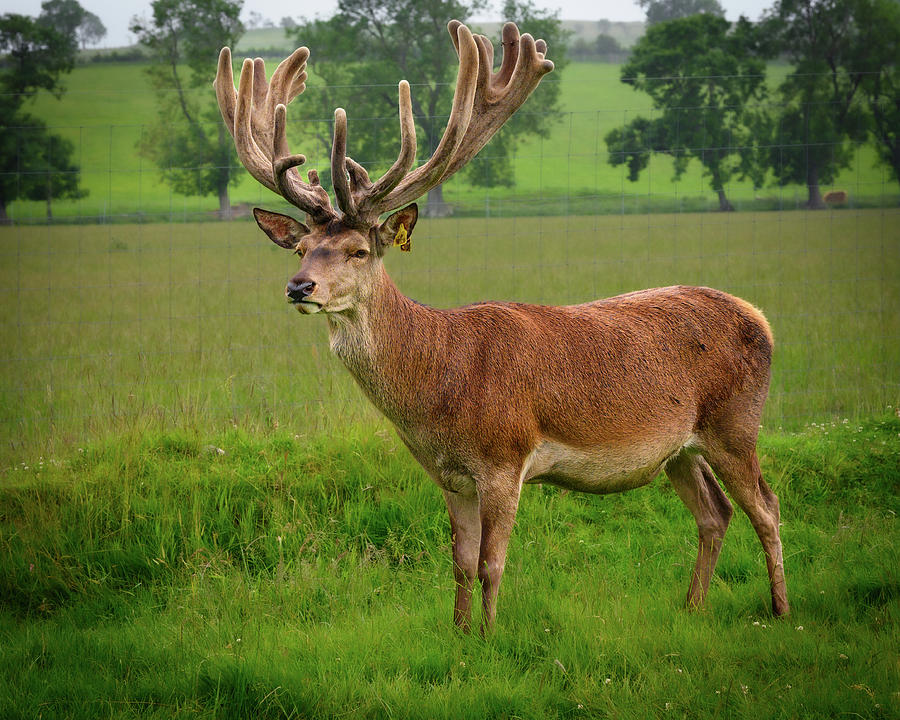 Red Deer Stag in field with antlers Photograph by David Head | Fine Art ...