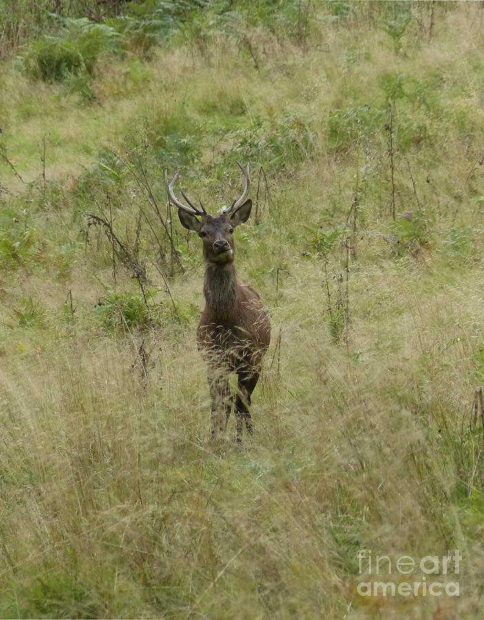Red deer stag in long grass Photograph by Phil Banks