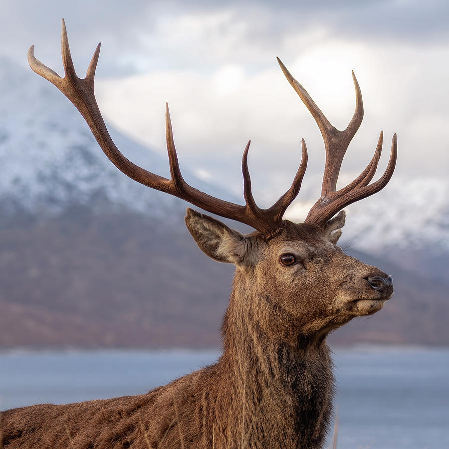 Red Deer Stag in Scotland Photograph by Derek Beattie - Pixels