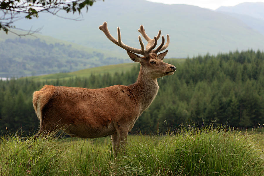 Red deer stag in the Highlands Photograph by Gwengoat