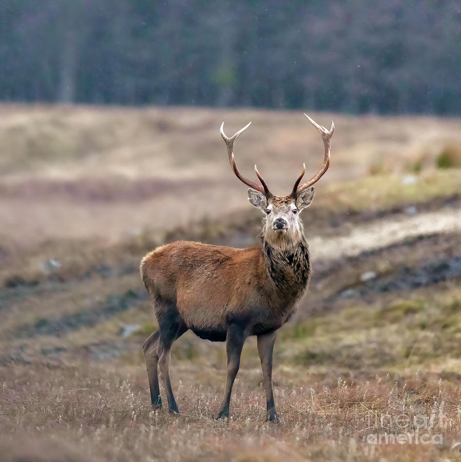 Red deer stag in winter, Cairngorms, Scotland Photograph by Louise Heusinkveld