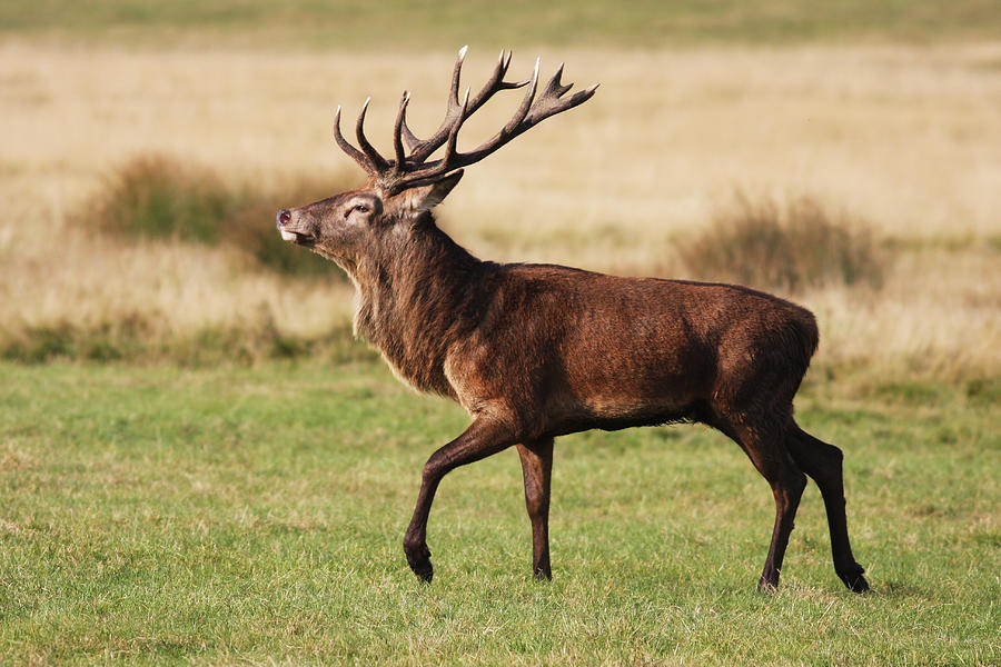 Red deer stag is strutting fine fellow Photograph by Whiteway