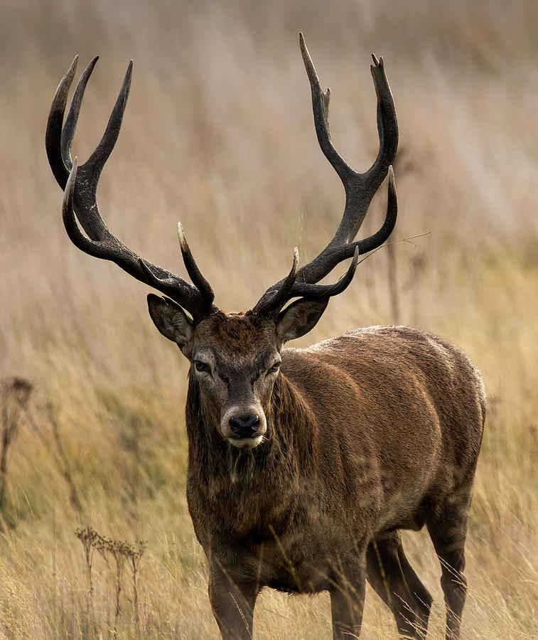 Red Deer Stag Photograph by John Wells - Fine Art America