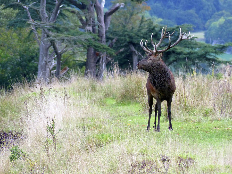 Red deer stag - peat stained after wallowing Photograph by Phil Banks