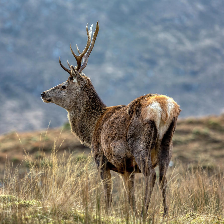 Red Deer Stag with Big Antlers Photograph by Derek Beattie - Fine Art ...