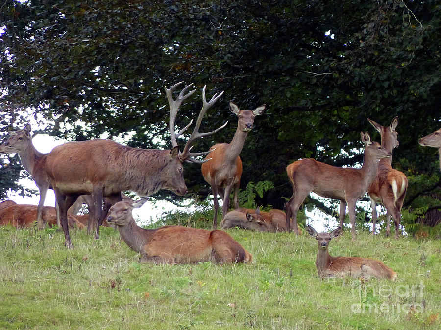 Red deer stag with hinds in the autumnal rut Photograph by Phil Banks