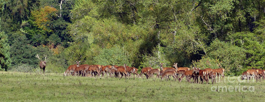 Red deer stag with large group of hinds Photograph by Phil Banks