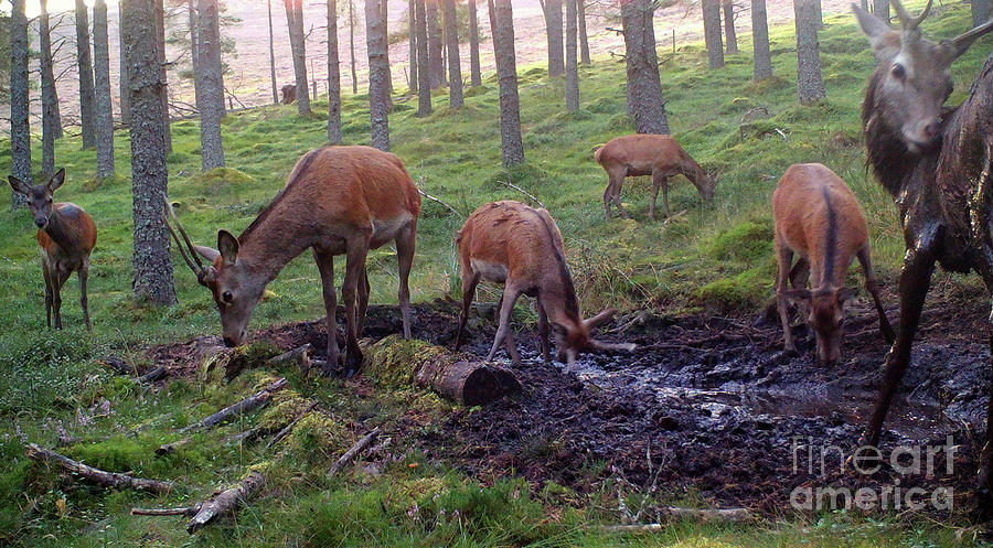 Red deer stags and hinds - early September Photograph by Phil Banks