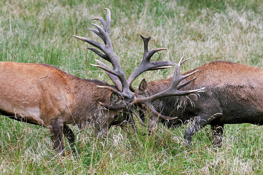 Red Deer Stags Fighting Photograph