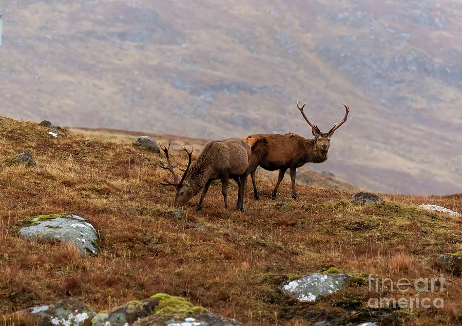 Red deer stags in winter, Cairngorms, Scotland Photograph by Louise Heusinkveld