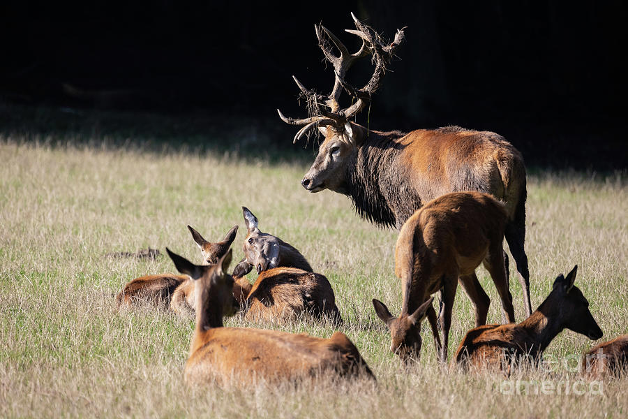 Wildlife Photograph - Red Deer with His Harem by Eva Lechner
