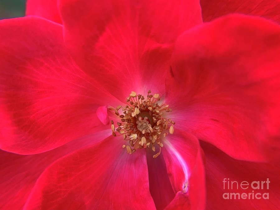 Japanese Quince  shrub flowers Photograph by Catherine Wilson