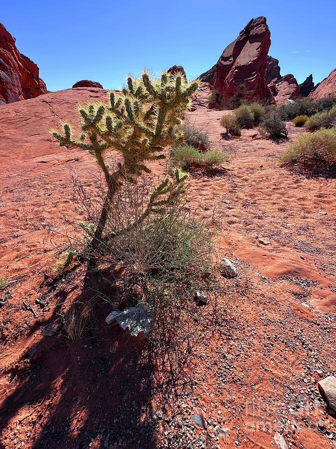 Red Desert Plant Photograph by Lidija Ivanek - SiLa
