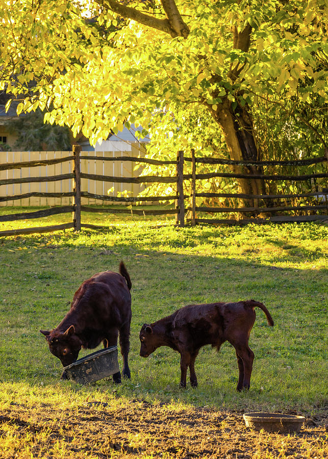 Red Devon Calves Play in the Fall Photograph by Rachel Morrison
