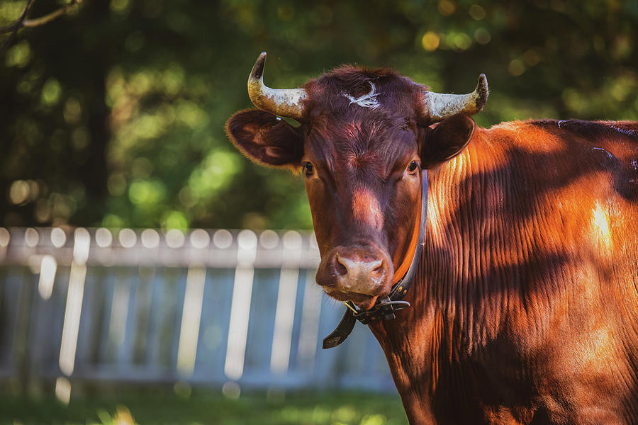 Red Devon Cow Photograph