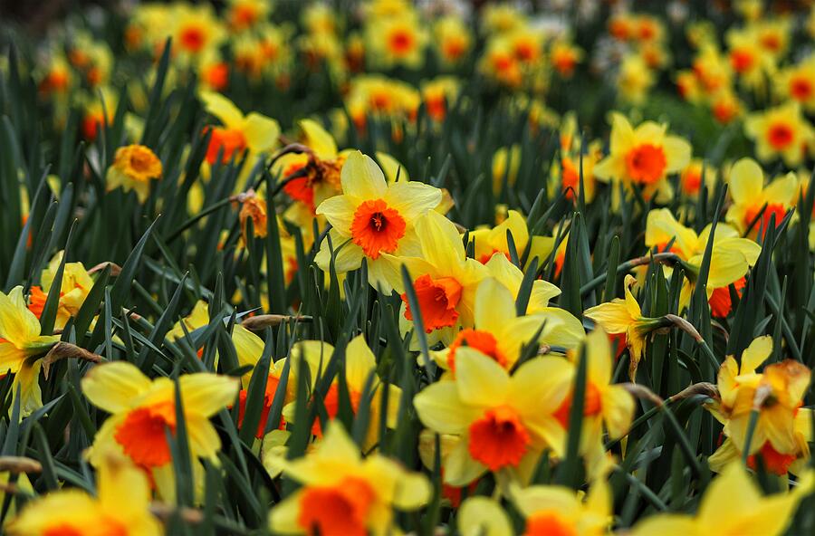 Flower Photograph - Fortissimo Daffodils  by Gregory A Mitchell Photography