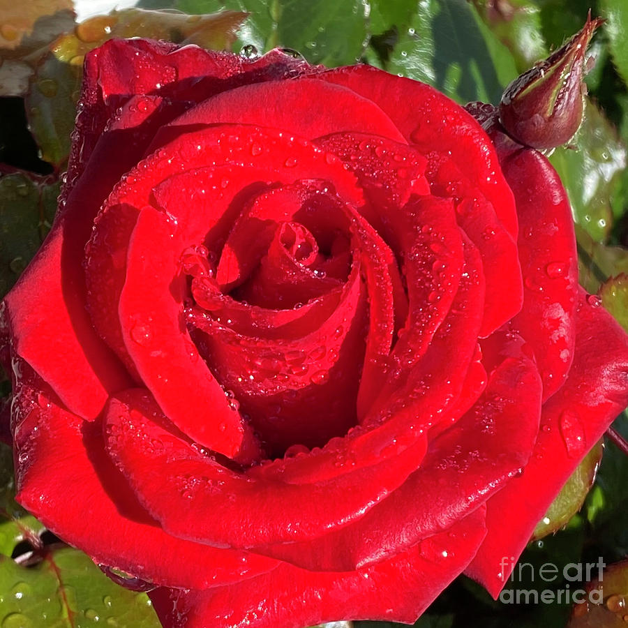 Red Dew Rose Photograph by Wendy Golden