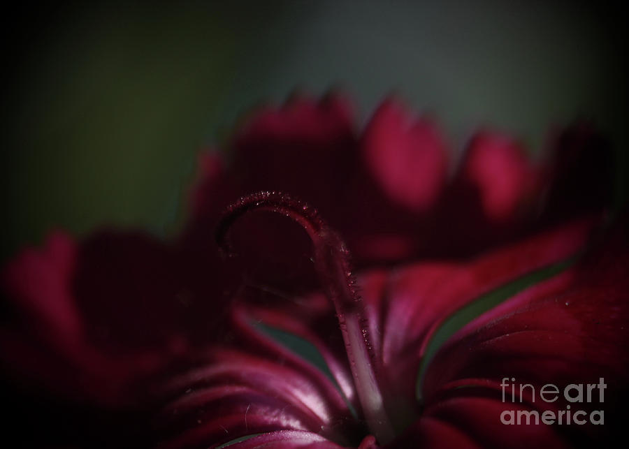 Red Dianthus Photograph by Ross Coleman - Fine Art America