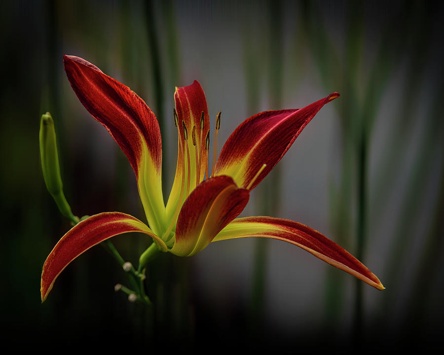 Red Ditch Lily Flower Photograph