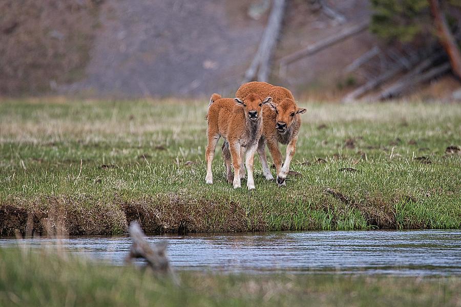 Red Dog 8955 Yellowstone 2022 Photograph by Michael Land Pixels