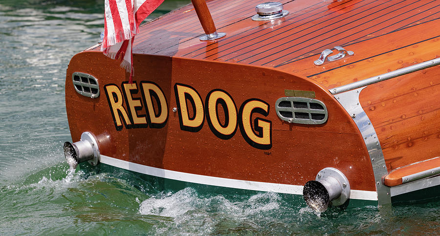 Red Dog Photograph