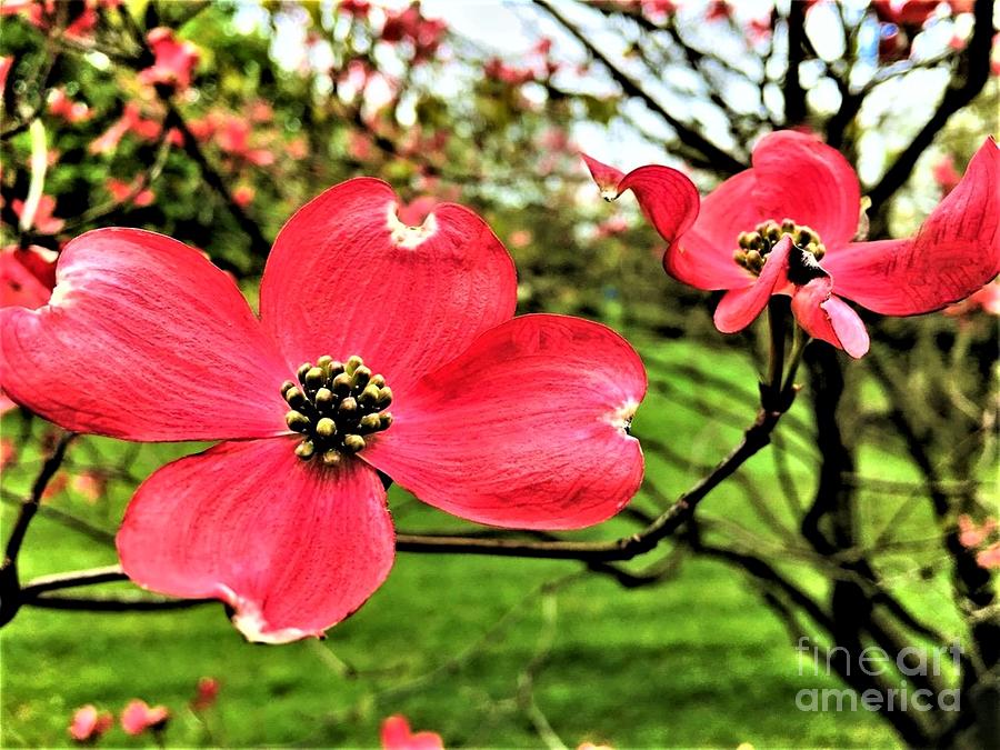 Red Dogwood Blossoms Photograph