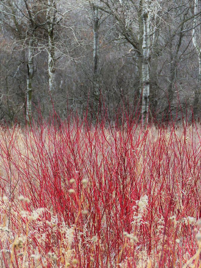 Red Dogwood in Winter  Photograph by Lori Frisch