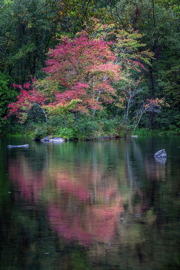 Fall Photograph - Red Dogwoods Beautiful Reflections by Debra and Dave Vanderlaan