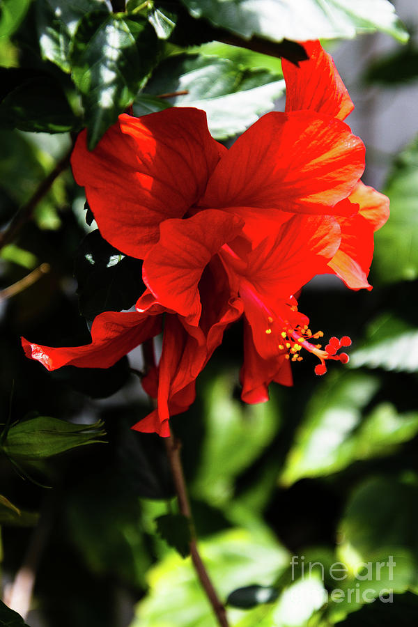 Red Double Hibiscus Fruitland Park Florida Photograph by Philip And Robbie Bracco