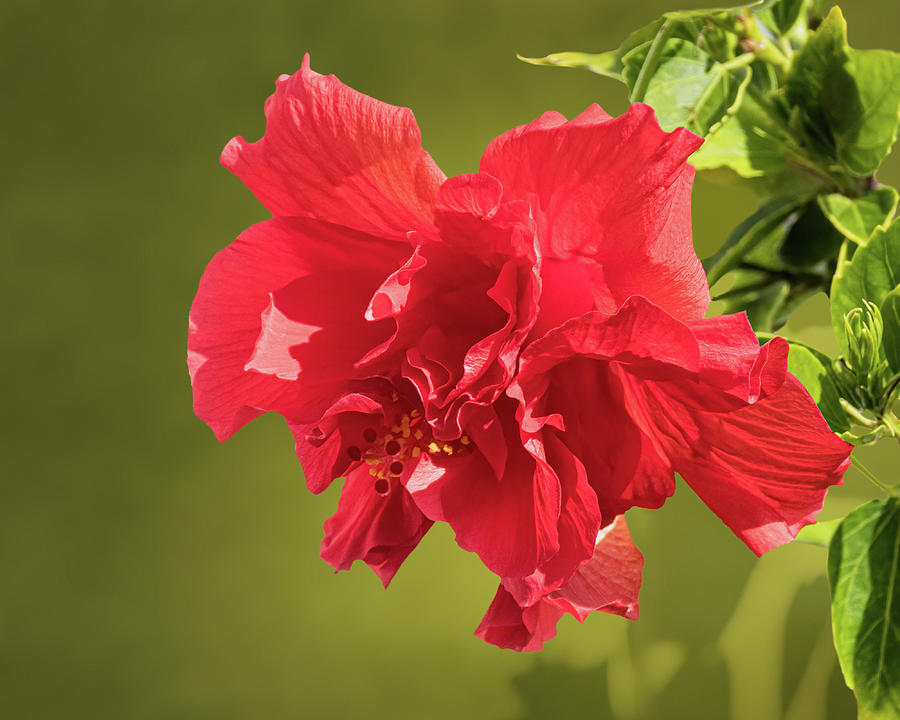 Red Double Hibiscus on Green Photograph by Dawn Currie