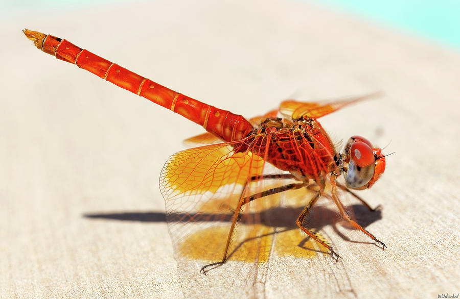 Red Dragonfly 01 cropped Photograph by Weston Westmoreland