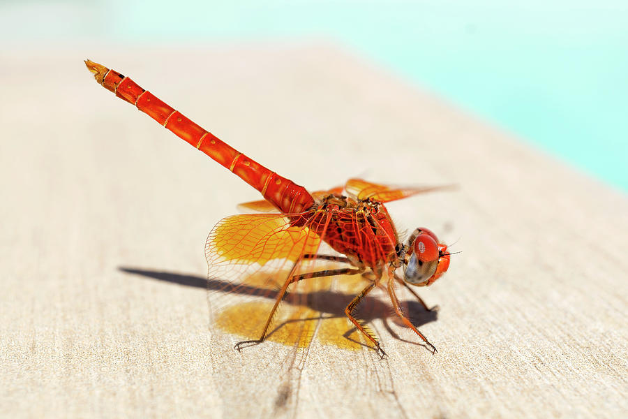 Red Dragonfly 01 Photograph by Weston Westmoreland