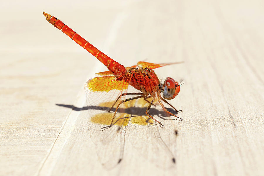 Red Dragonfly 02 Photograph by Weston Westmoreland