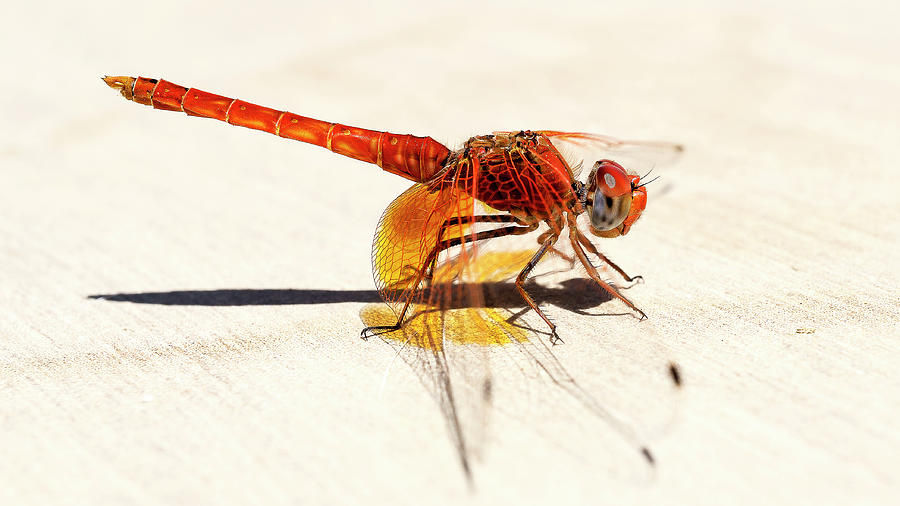 Red Dragonfly 03 Photograph by Weston Westmoreland