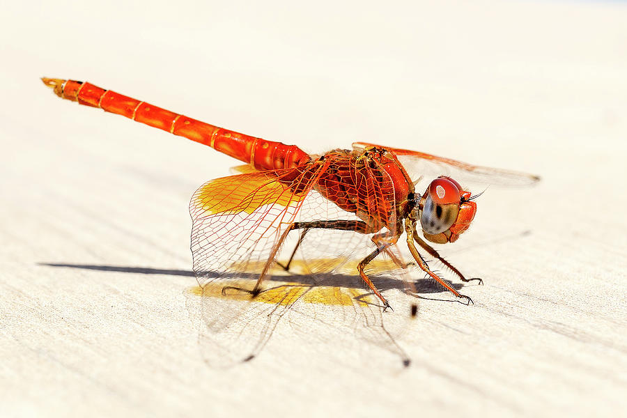 Red Dragonfly 04 Photograph by Weston Westmoreland