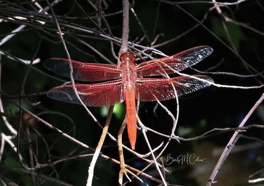 Red Dragonfly Bare Twigs Photograph by Beverly M Collins