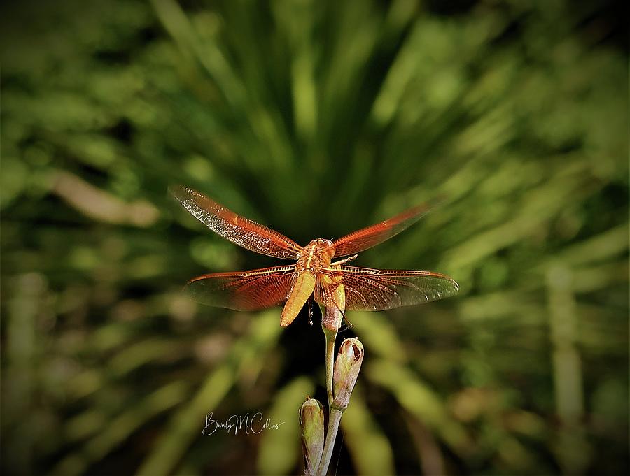 Red Dragonfly Blast Photograph by Beverly M Collins